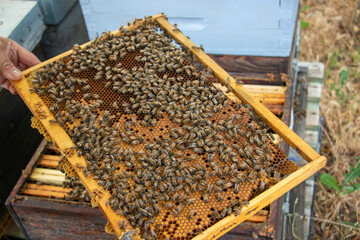 Le travail des abeilles pour la production du miel