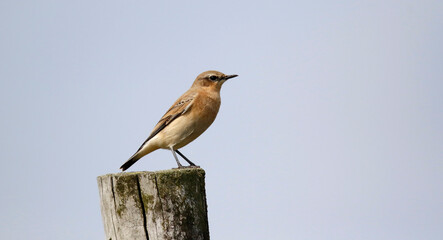 Northern wheatear perched on a fence post on the moors