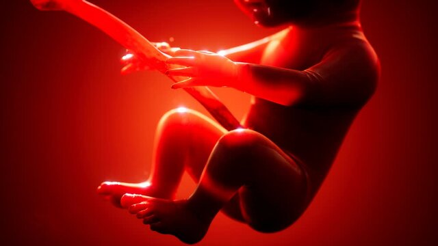 medical 3d animation of a human fetus