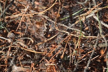 
Spider web on the ground in the grass.
