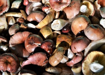 mushrooms on a white background