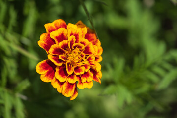 Close up of a orange-red blooming marigold in the garden