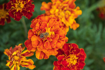 Close up of an orange-red flowering marigold in the garden with a bee on the flower