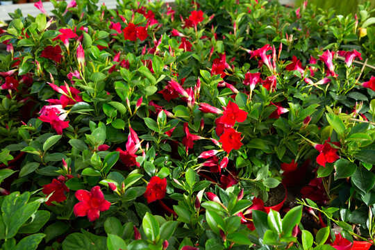 Image of red plants of dipladenia growing in pots in sunny hothouse