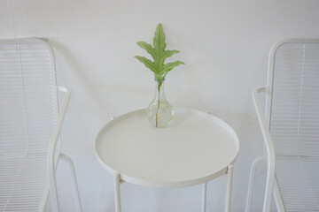 Blue Star Fern in a vase placed on the table.