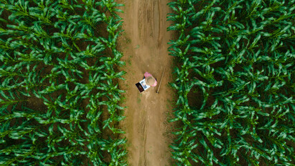 Aerial view of asian farmer standing in corn field with laptop in his hands and examining crop.