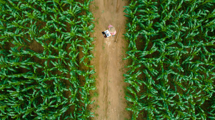 Aerial view of asian farmer standing in corn field with laptop in his hands and examining crop.