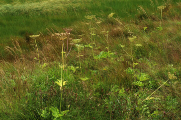 Dettagli di fiori ed erbe spontanee in un prato in montagna durante una giornata di fine estate