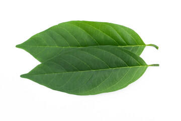 Sugar Apple leaf isolated on white background.