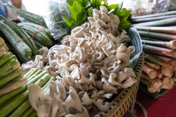 Indian Oyster or Phoenix Mushroom in vegetables tray. Fresh oyster mushroom in market.