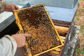 Le travail des abeilles pour la production du miel