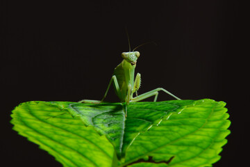 The giant asian mantis or indochina mantis