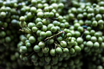 Heap of fresh Turkey berry or Thai eggplant vegetable ingredient for cooking food.