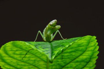 The giant asian mantis or indochina mantis
