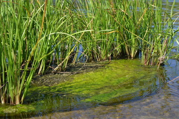 Fototapeta na wymiar Green plants in the water.