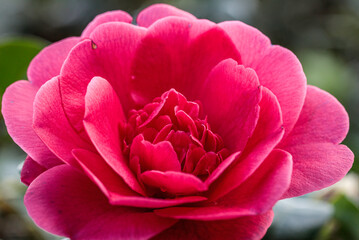 Red Camellia in a garden