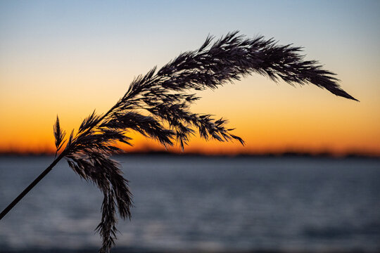 Schilff im Sonnenuntergang