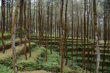 beautiful pine forest on the slopes of the mountain.