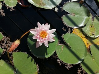 pink water lily © Samantha