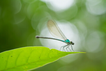 dragonfly on a green leaf