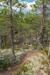Multi texture colorful pine forest on a rocky island on Ladoga lake in Karelia shot from a high point