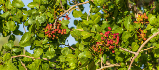 red Pistachio fruits ripening on the tree