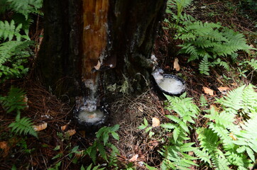 Extraction of natural resin from pine tree trunks