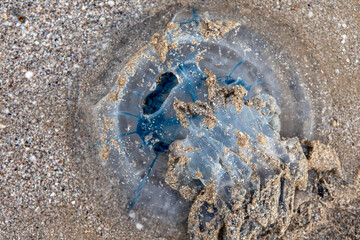 large jellyfish in the coastal waters of the sea on the beach
