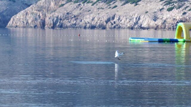 A white heron on Lopar beach seems to be dancing in the water, he is fishing.