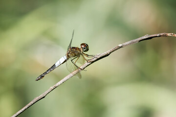 dragonfly resting on a branch