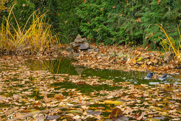 Pond is littered with golden autumn leaves of red oak. Skimmer Messner floats on surface of water. Beautiful autumn pond. Skimmer collects leaves, dirt and other foreign objects from surface of water.