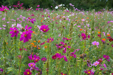 Fototapeta premium Blumenwiese im Elsass 