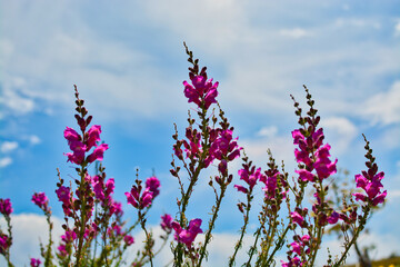 purple pink plant flower over beautiful blue sky