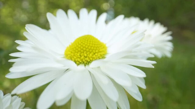 Closer look of the white daisy flower