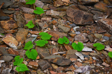 Summer scenery in Yixing Zhuhai Scenic Spot, Jiangsu Province, China