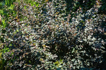 Purple leaves on an ornamental shrub Ninebark or Physocarpus opulifolius Diabolo, Diablo Ninebark. Landscaped garden on clear summer day. Nature of North Caucasus for design.