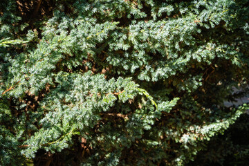 Huge bush of juniper squamata Meyeri. Original texture of leaves on juniper branches. Blue with green background of small needles. Close-up. North Caucasus nature concept for design.