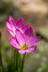 Fototapeta premium Close-up of a small orchid by the roadside