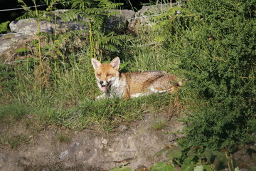 Female fox relaxing in the sunshine