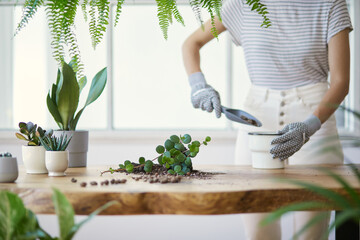 Woman gardeners transplanting plant in ceramic pots on the design wooden table. Concept of home garden. Spring time. Stylish interior with a lot of plants. Taking care of home plants. Template.
