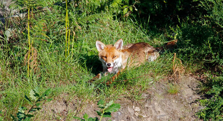 Female fox relaxing in the sunshine