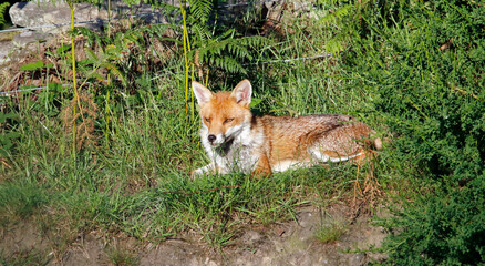 Naklejka na ściany i meble Female fox relaxing in the sunshine