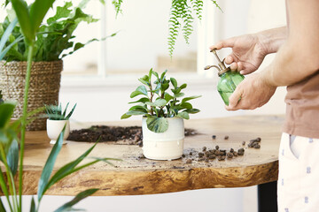 Man gardeners watering plant in marble ceramic pots on the white wooden table. Concept of home garden. Spring time. Stylish interior with a lot of plants. Taking care of home plants. Template.