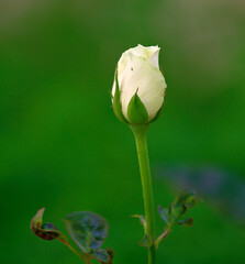single white rose bud