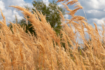 Obraz premium Field in the fall. Yellow ears of grass move from the wind against the background of the sky