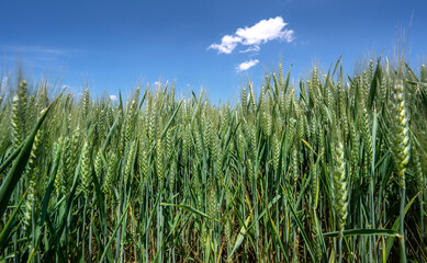 young wheat field
