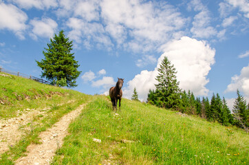 Fototapeta na wymiar Brown horse on a meadow in the carpathian mountains on a summer day