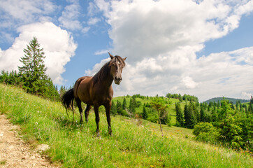 Obraz na płótnie Canvas Brown horse on a meadow in the carpathian mountains on a summer day