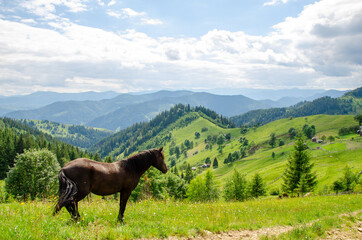 Fototapeta na wymiar Brown horse on a meadow in the carpathian mountains on a summer day