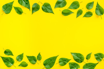 Pattern of green tree leaves, nature background. Overhead view, flat lay